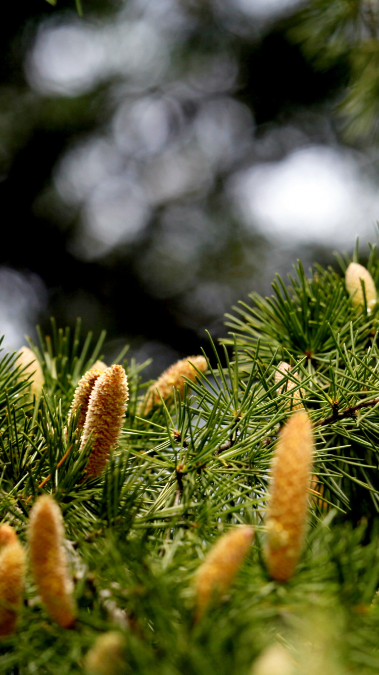 Обои ель, вечнозеленое растение, сосна, дерево, пихта в разрешении 750x1334