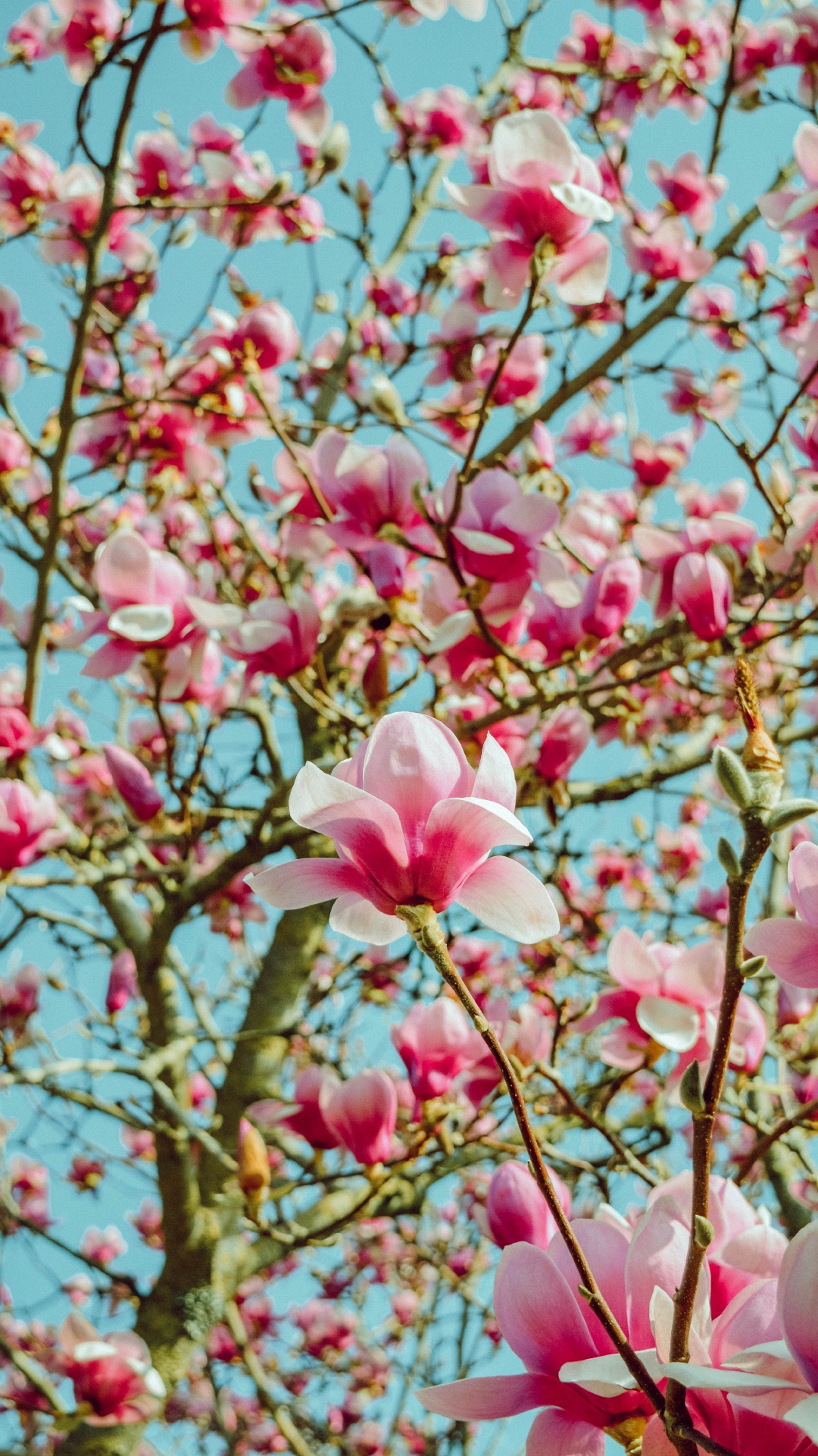 Обои цветок, лепесток, розовый, расцвет, весна в разрешении 1080x1920