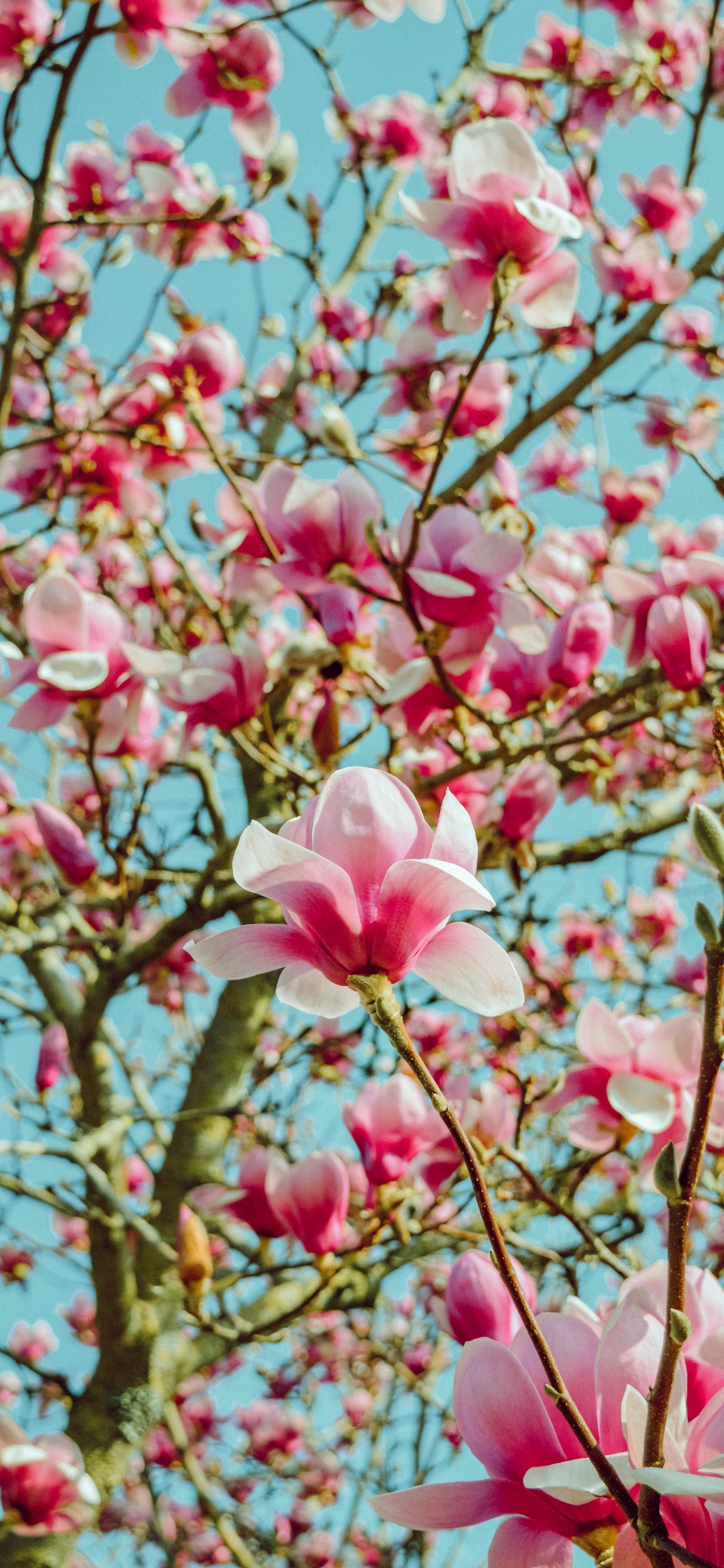 Обои цветок, лепесток, розовый, расцвет, весна в разрешении 1125x2436