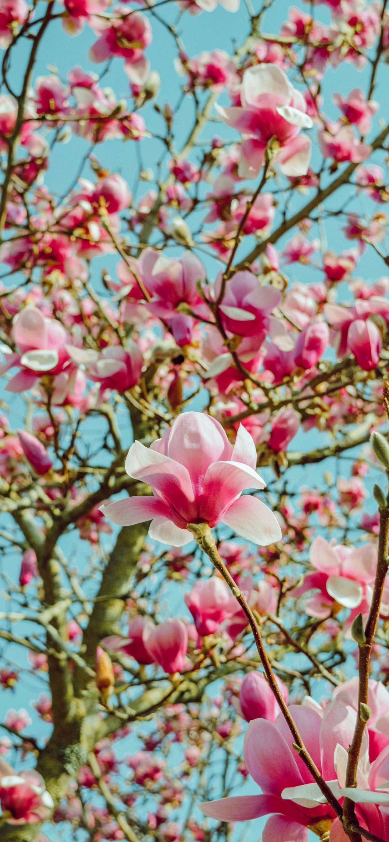 Обои цветок, лепесток, розовый, расцвет, весна в разрешении 1242x2688
