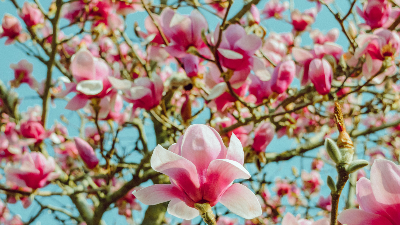Обои цветок, лепесток, розовый, расцвет, весна в разрешении 1366x768