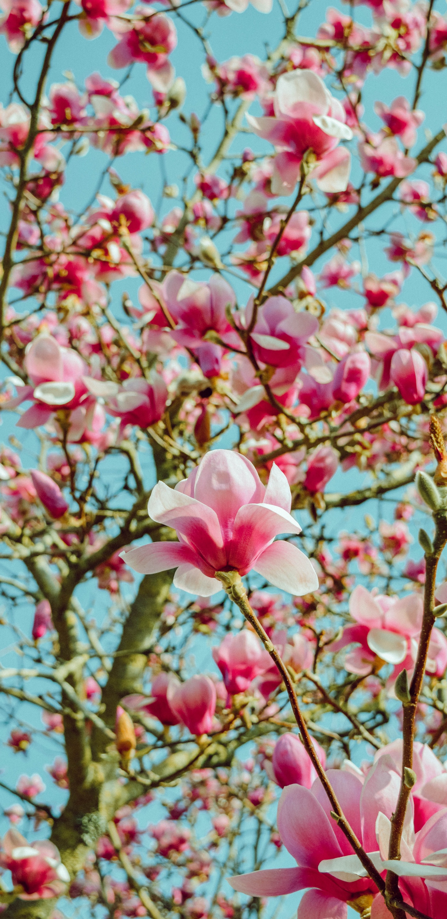 Обои цветок, лепесток, розовый, расцвет, весна в разрешении 1440x2960