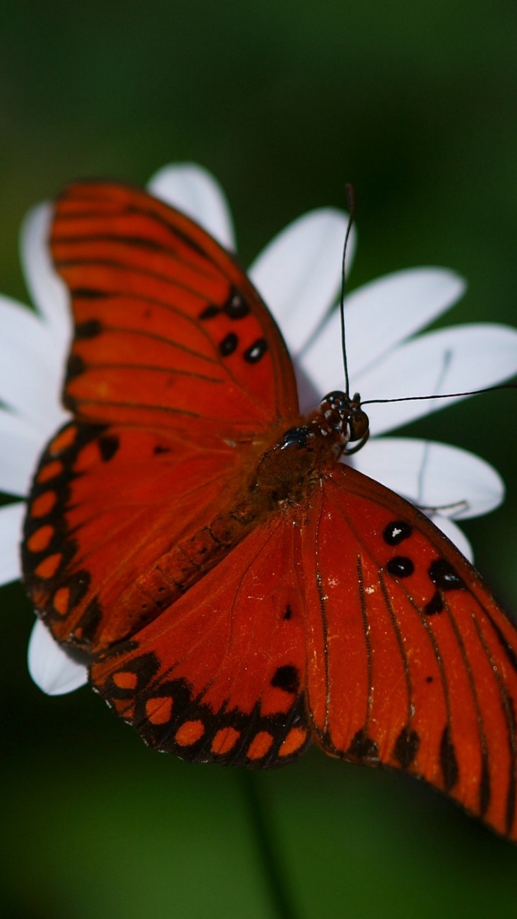 Обои насекомое, мотыльки и бабочки, бабочка, беспозвоночных, опылитель в разрешении 750x1334
