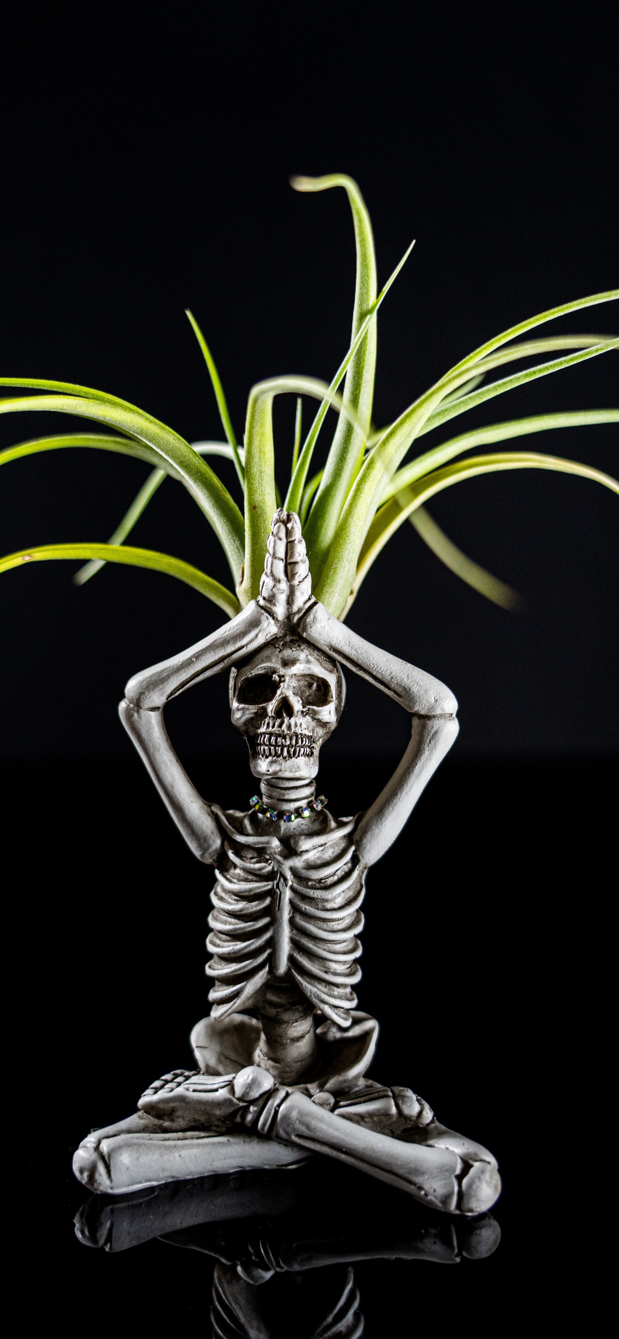 Обои скелет, фигурка, растение, наземное растение, капюшон в разрешении 1242x2688