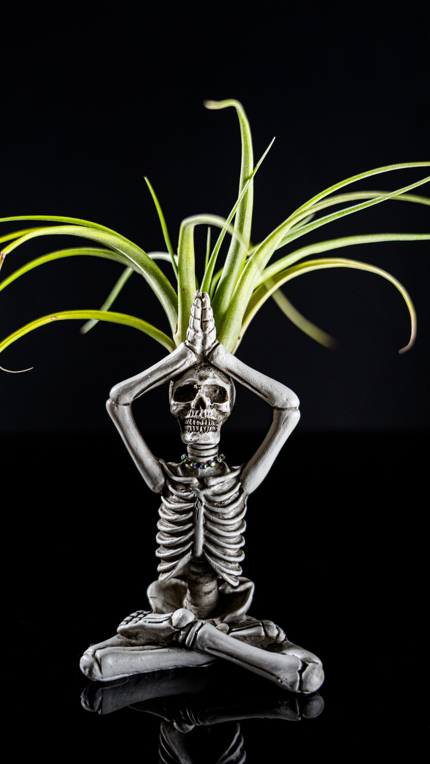 Обои скелет, фигурка, растение, наземное растение, капюшон в разрешении 1440x2560