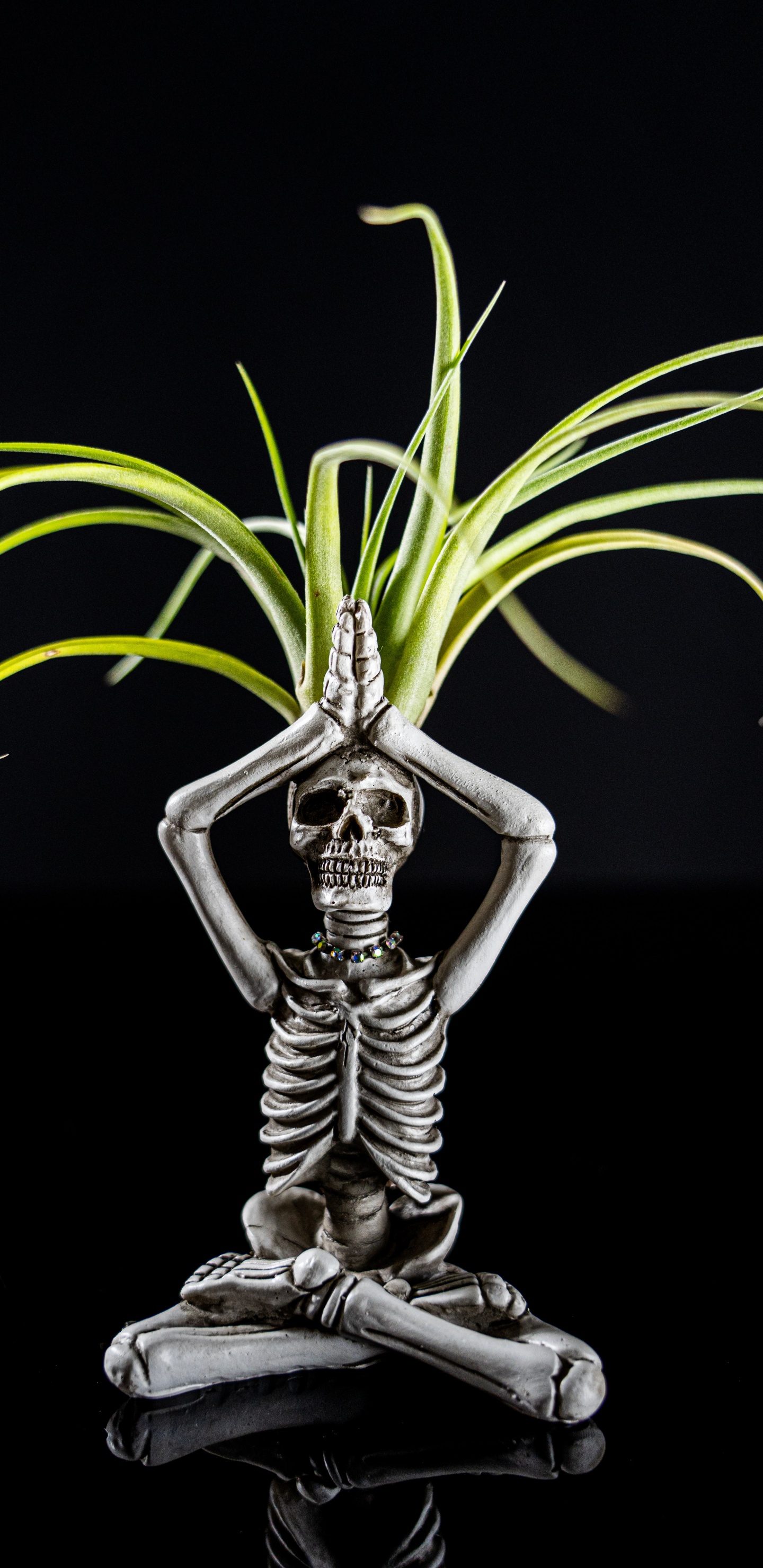 Обои скелет, фигурка, растение, наземное растение, капюшон в разрешении 1440x2960