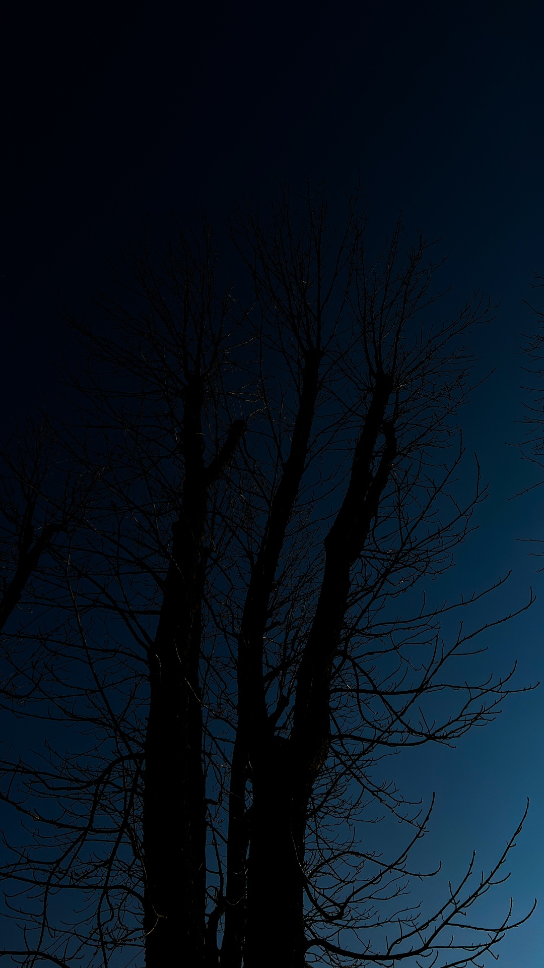 Обои дерево, атмосфера, растение, прут, природный ландшафт в разрешении 1080x1920