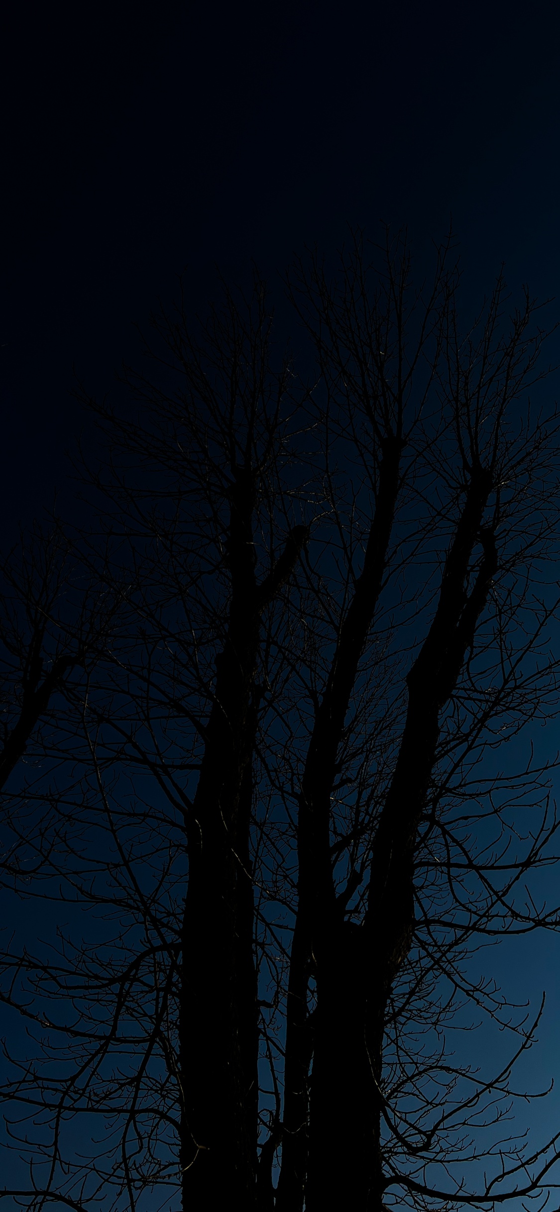 Обои дерево, атмосфера, растение, прут, природный ландшафт в разрешении 1125x2436