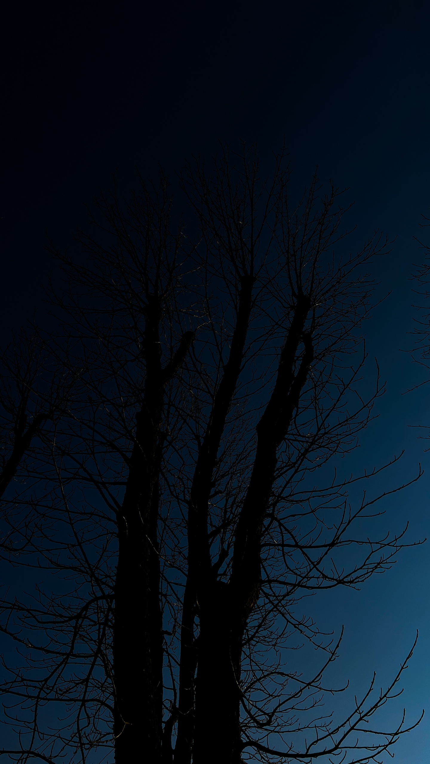 Обои дерево, атмосфера, растение, прут, природный ландшафт в разрешении 1440x2560