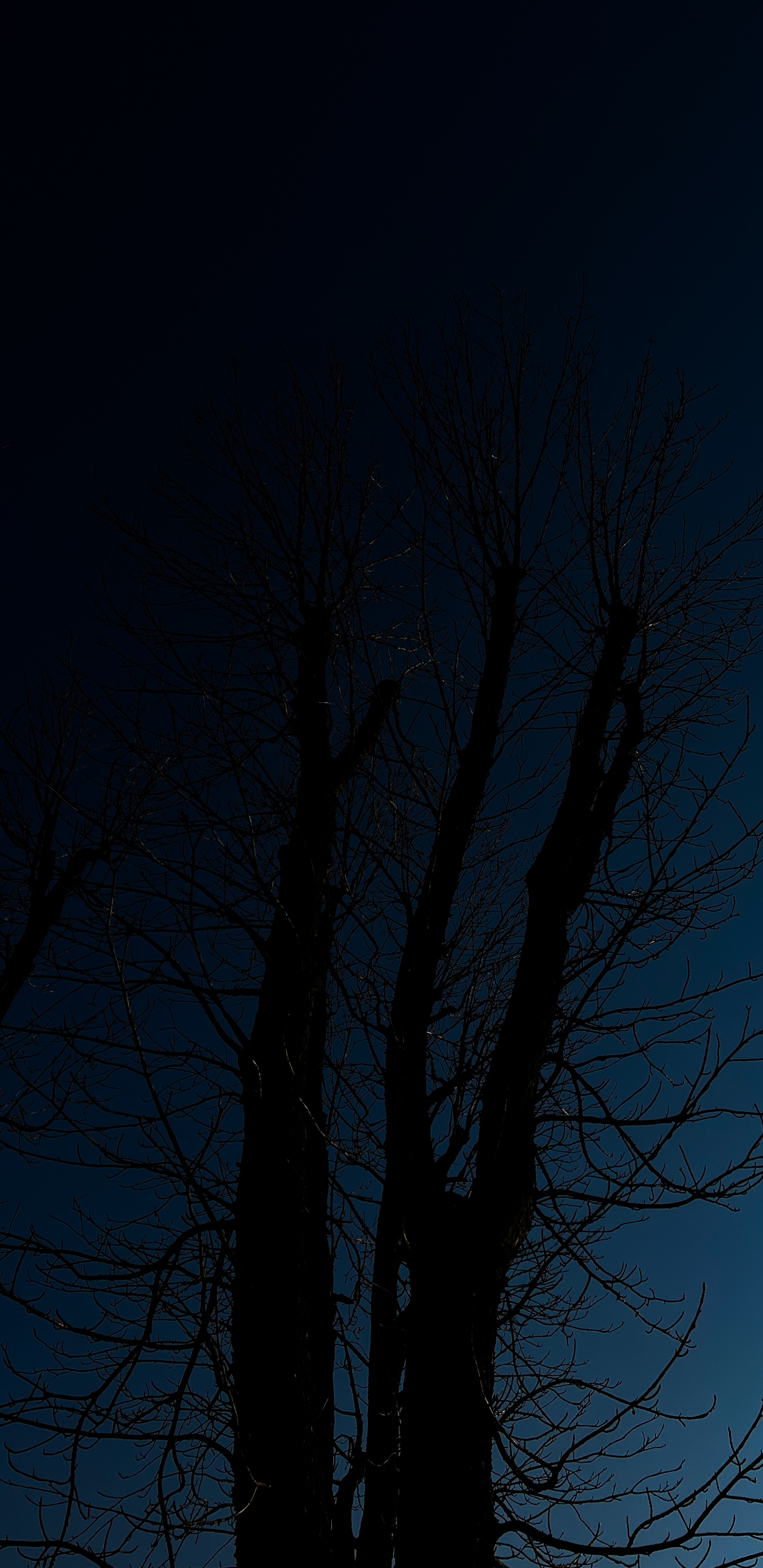 Обои дерево, атмосфера, растение, прут, природный ландшафт в разрешении 1440x2960