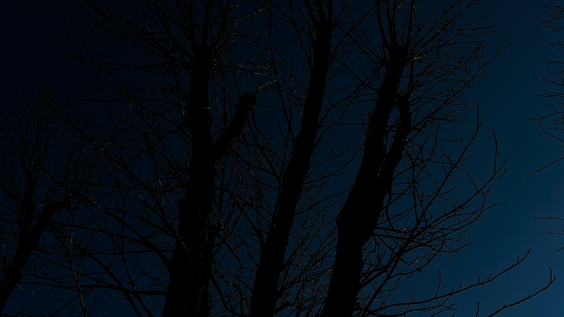 Обои дерево, атмосфера, растение, прут, природный ландшафт в разрешении 1920x1080