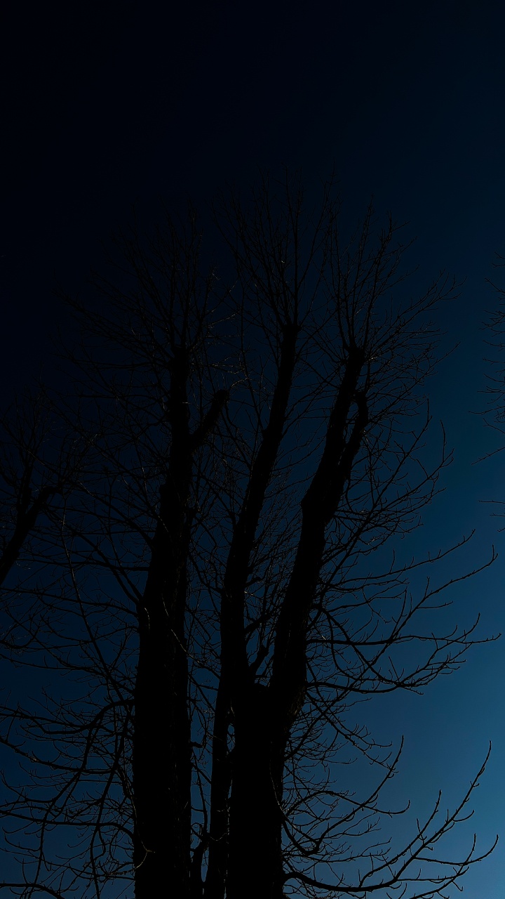 Обои дерево, атмосфера, растение, прут, природный ландшафт в разрешении 720x1280