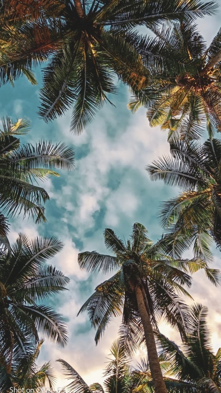 Обои Сара Кэмерон, облако, дневное время, свет, ботаники в разрешении 720x1280