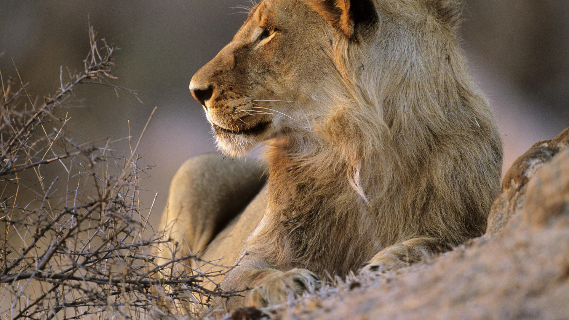 Обои национальный парк Крюгера, Лев, сафари, живая природа, наземные животные в разрешении 1920x1080