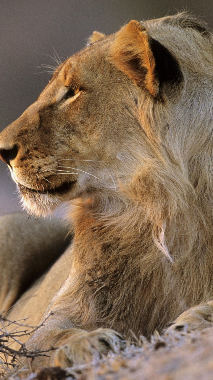 Обои национальный парк Крюгера, Лев, сафари, живая природа, наземные животные в разрешении 720x1280