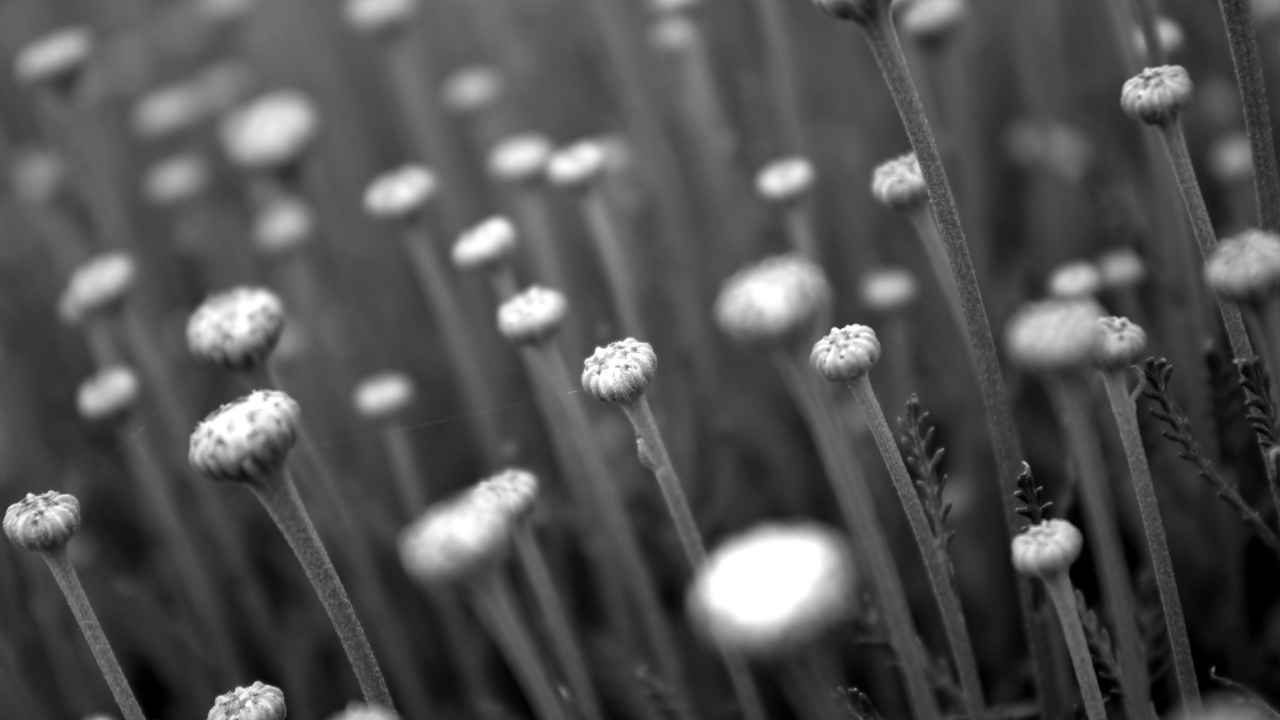 Обои монохромный, металл, черный и белый, белая, белые в разрешении 1280x720