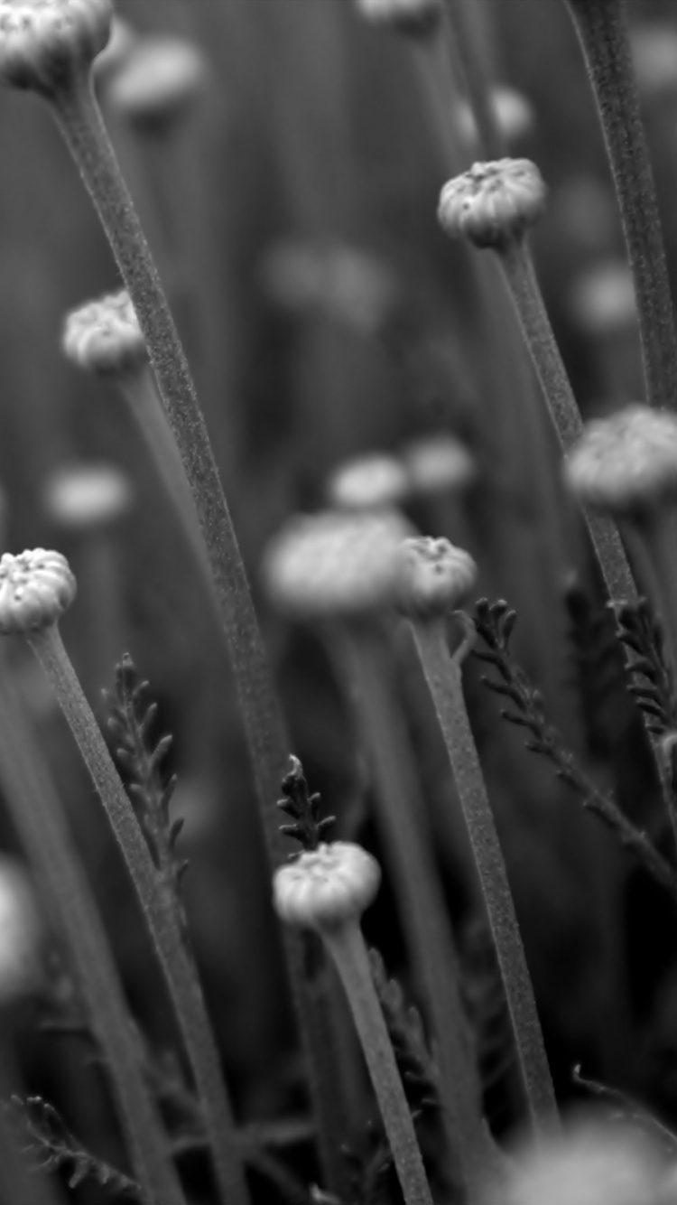 Обои монохромный, металл, черный и белый, белая, белые в разрешении 750x1334