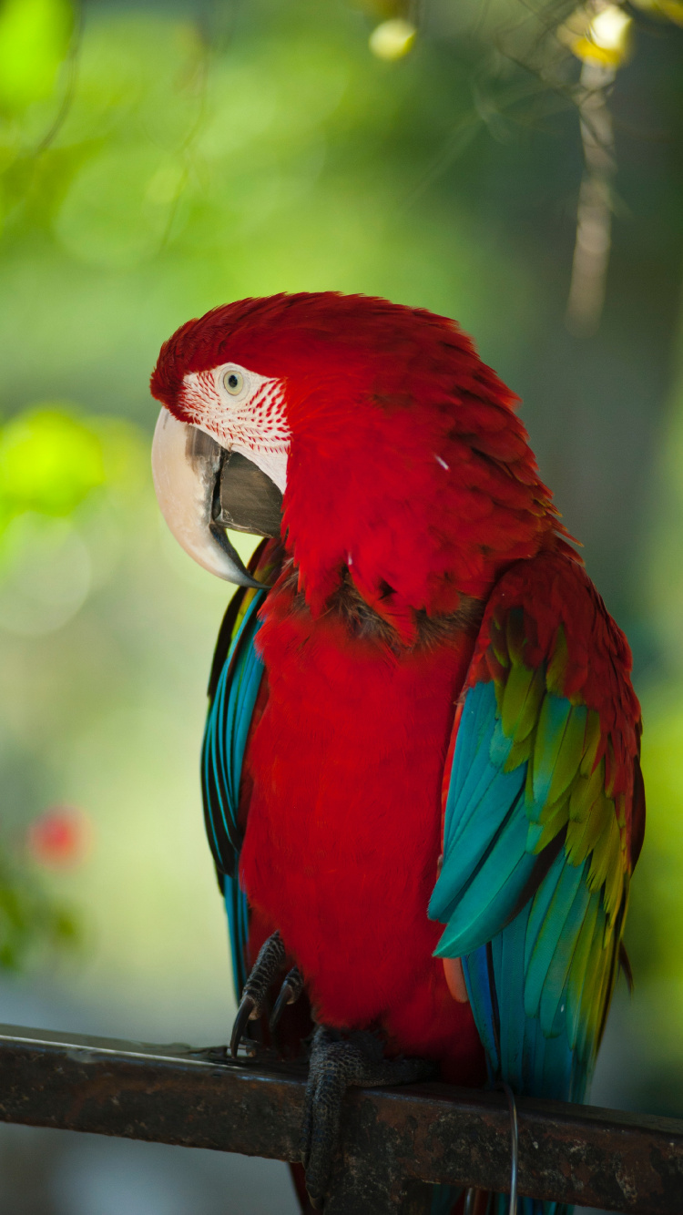 Обои волнистый попугайчик, Ара, длиннохвостый попугай, птица, попугай в разрешении 750x1334