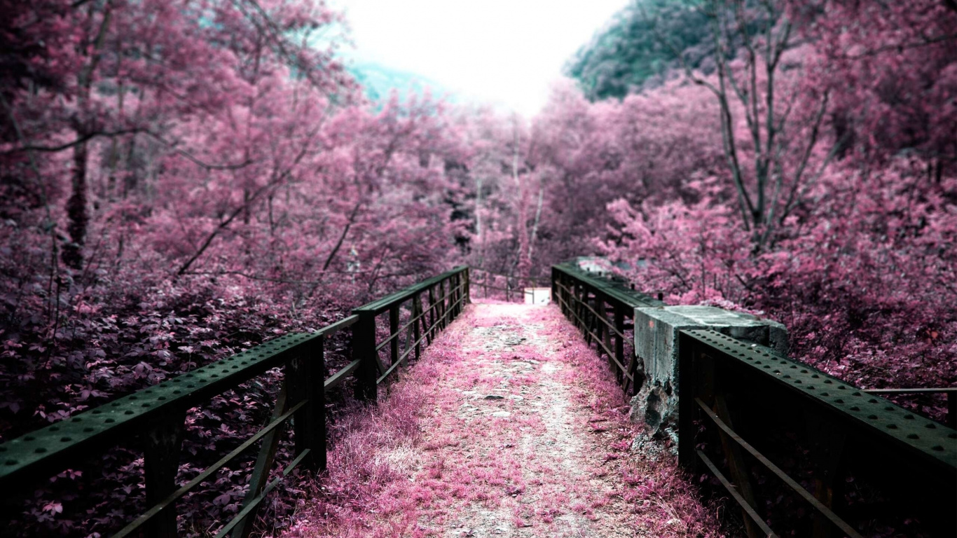 Обои цветение вишни, расцвет, природа, дерево, весна в разрешении 1366x768