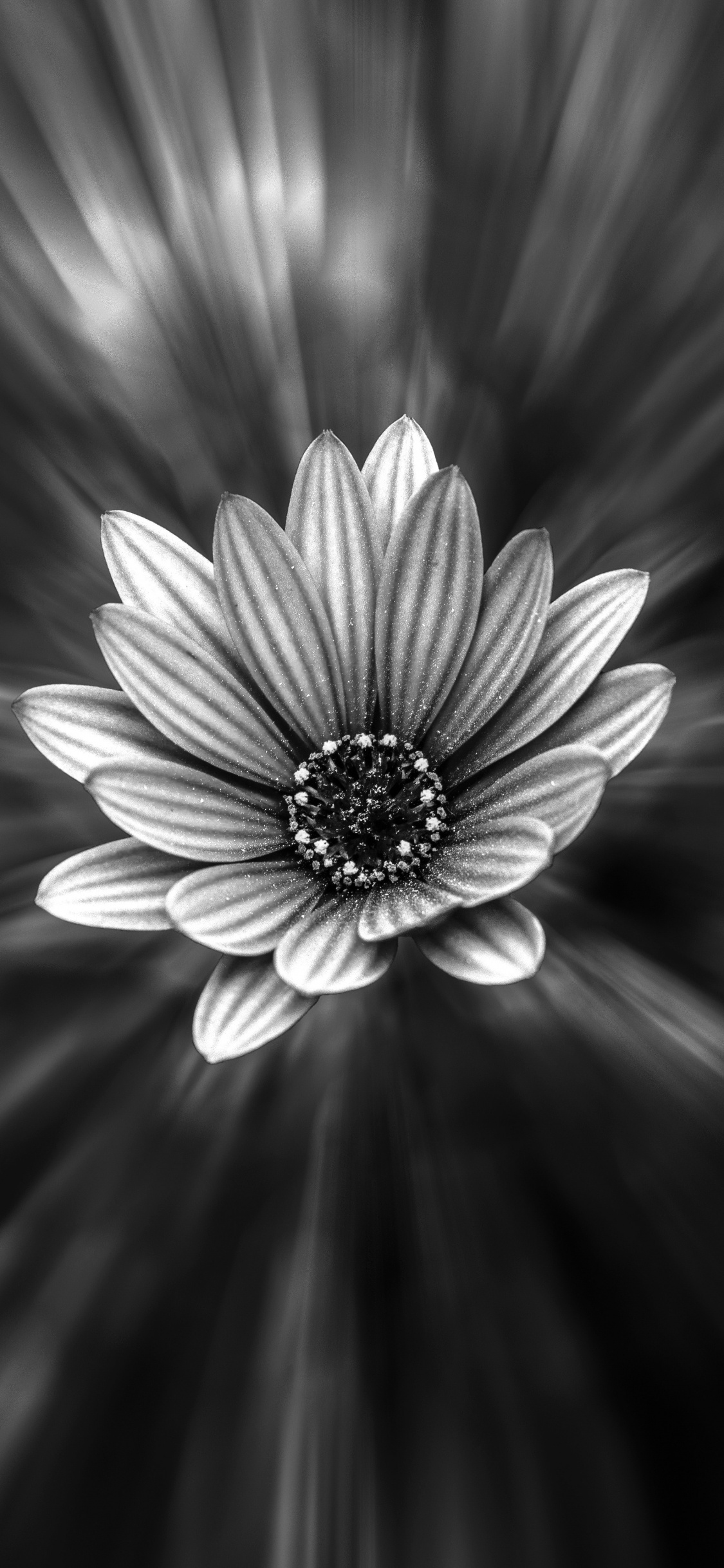 Обои лепесток, белые, черный, цветок, монохромный в разрешении 1125x2436