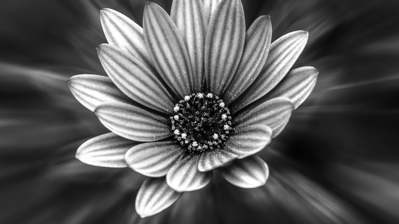 Обои лепесток, белые, черный, цветок, монохромный в разрешении 1280x720