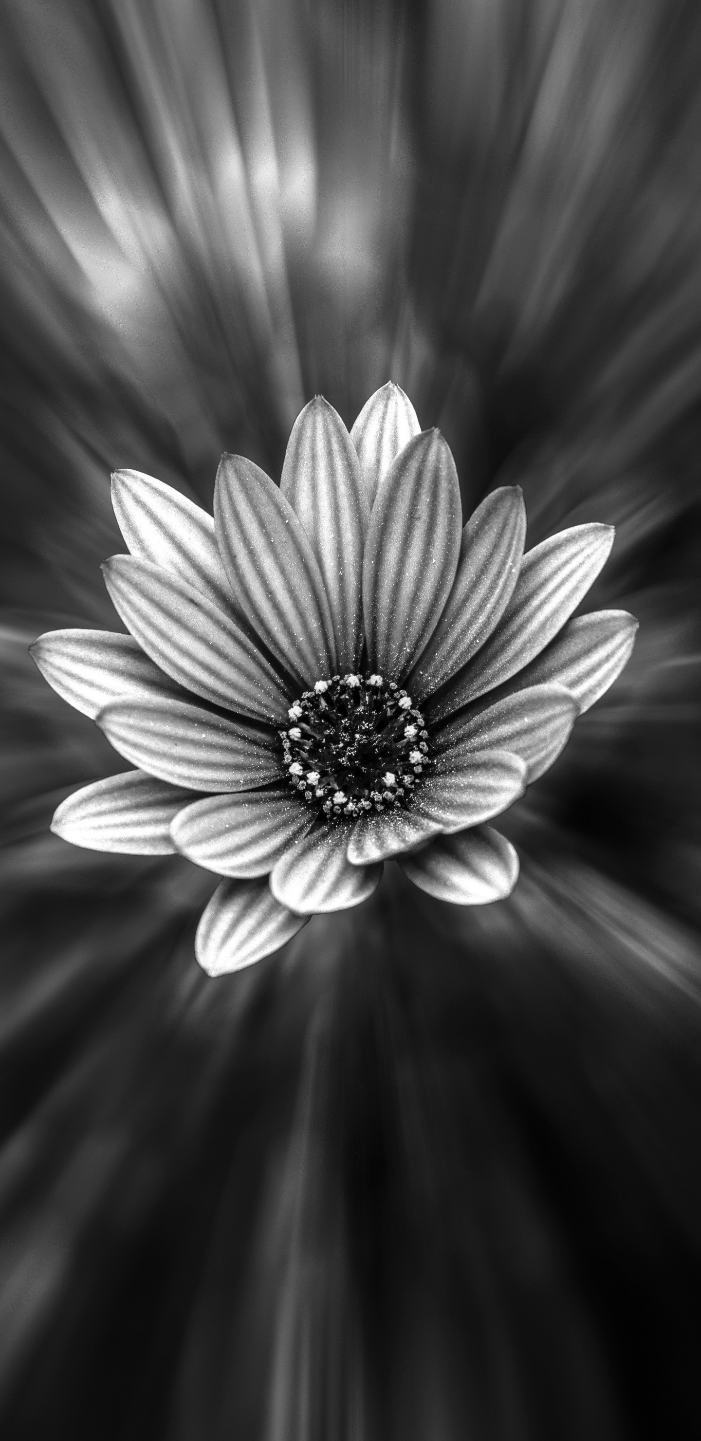 Обои лепесток, белые, черный, цветок, монохромный в разрешении 1440x2960