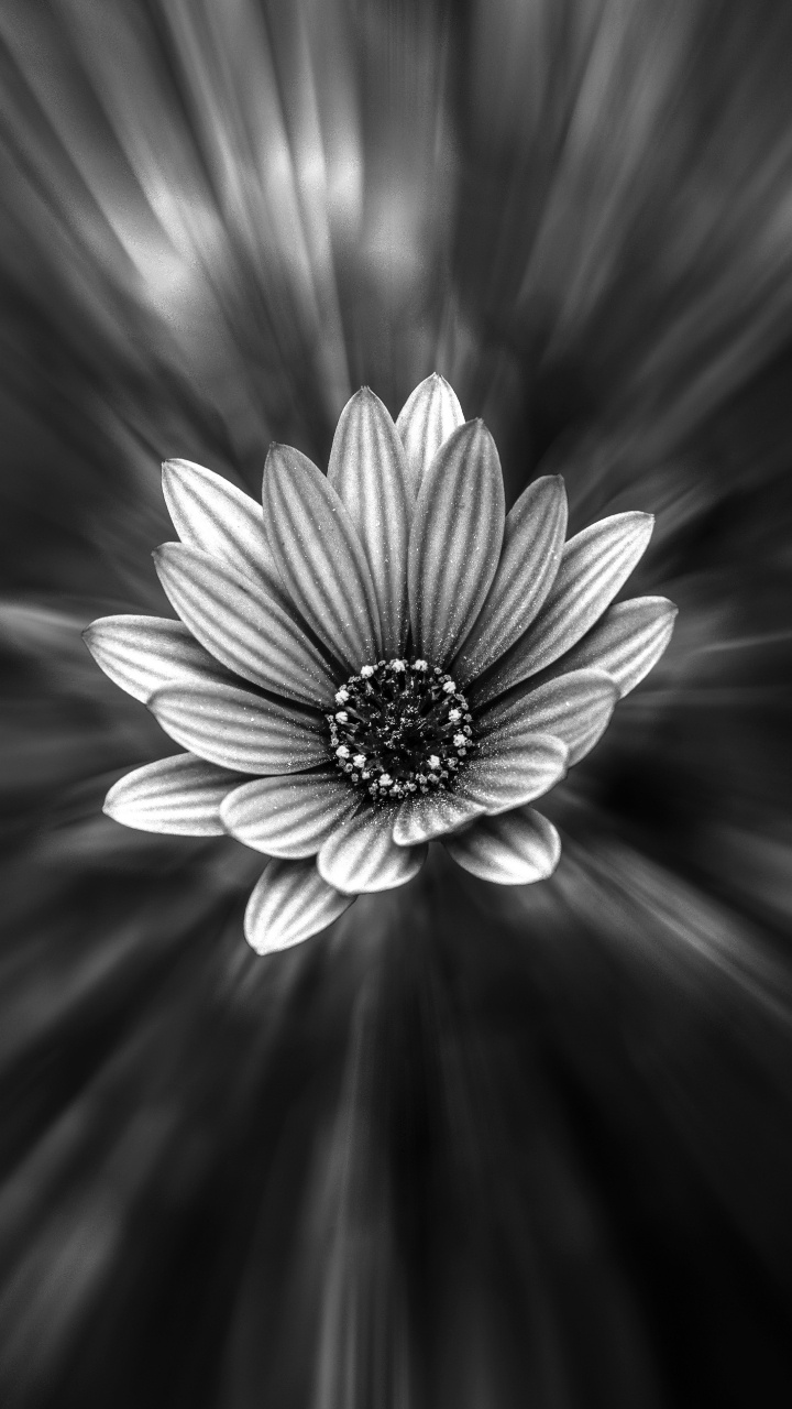 Обои лепесток, белые, черный, цветок, монохромный в разрешении 720x1280