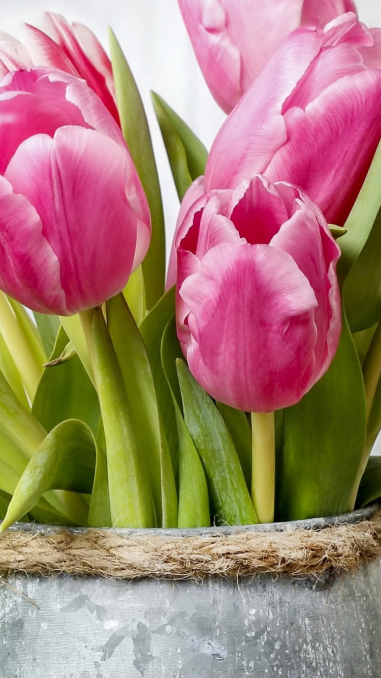 Обои тюльпаны, цветок, растение, цветочный горшок, комнатное растение в разрешении 750x1334