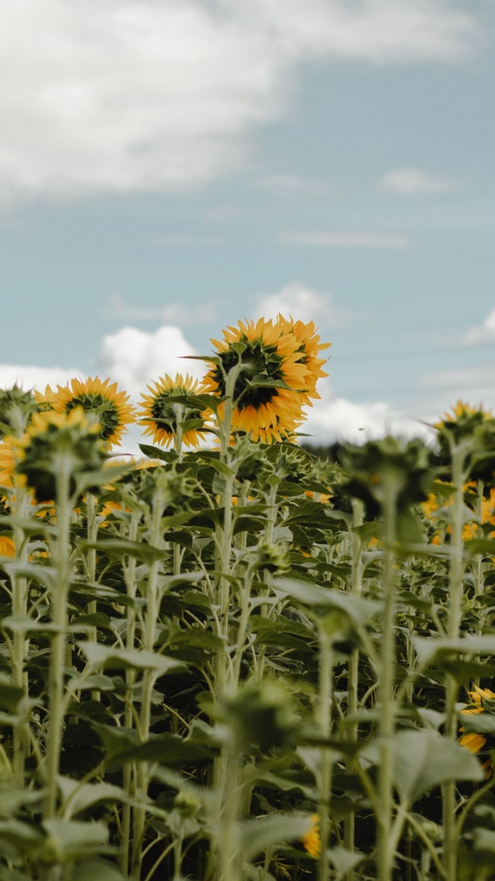 Обои цветковое растение, цветок, растение, облако, окружающая среда в разрешении 720x1280