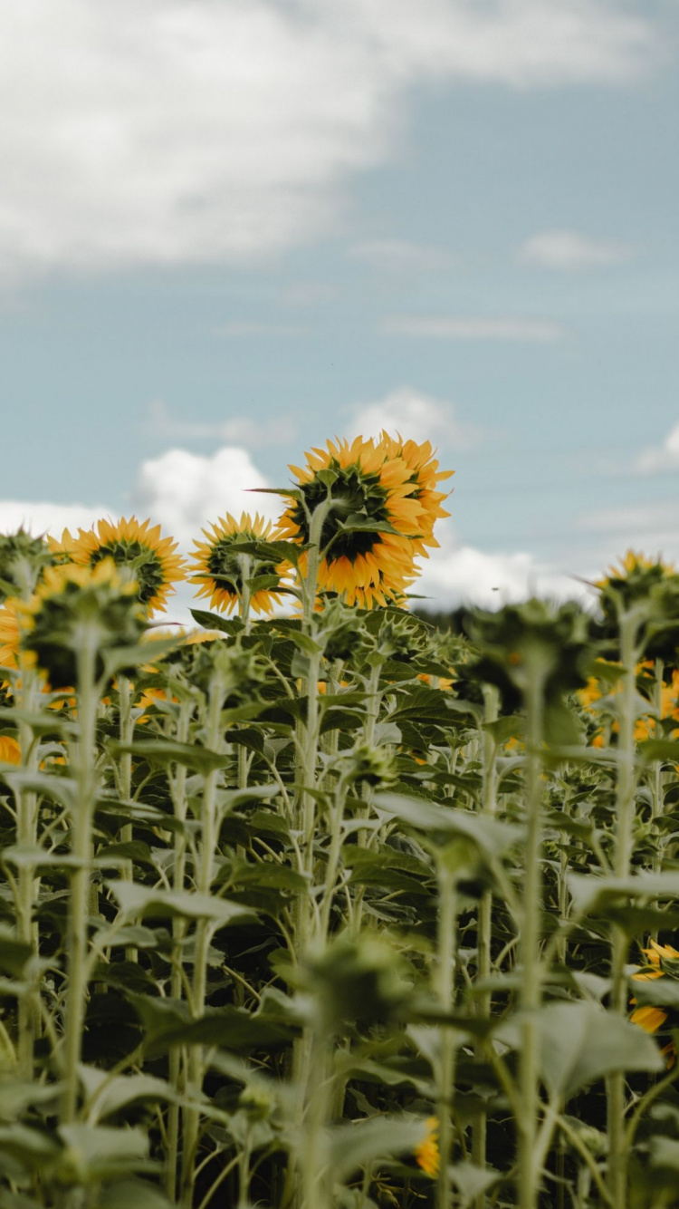 Обои цветковое растение, цветок, растение, облако, окружающая среда в разрешении 750x1334