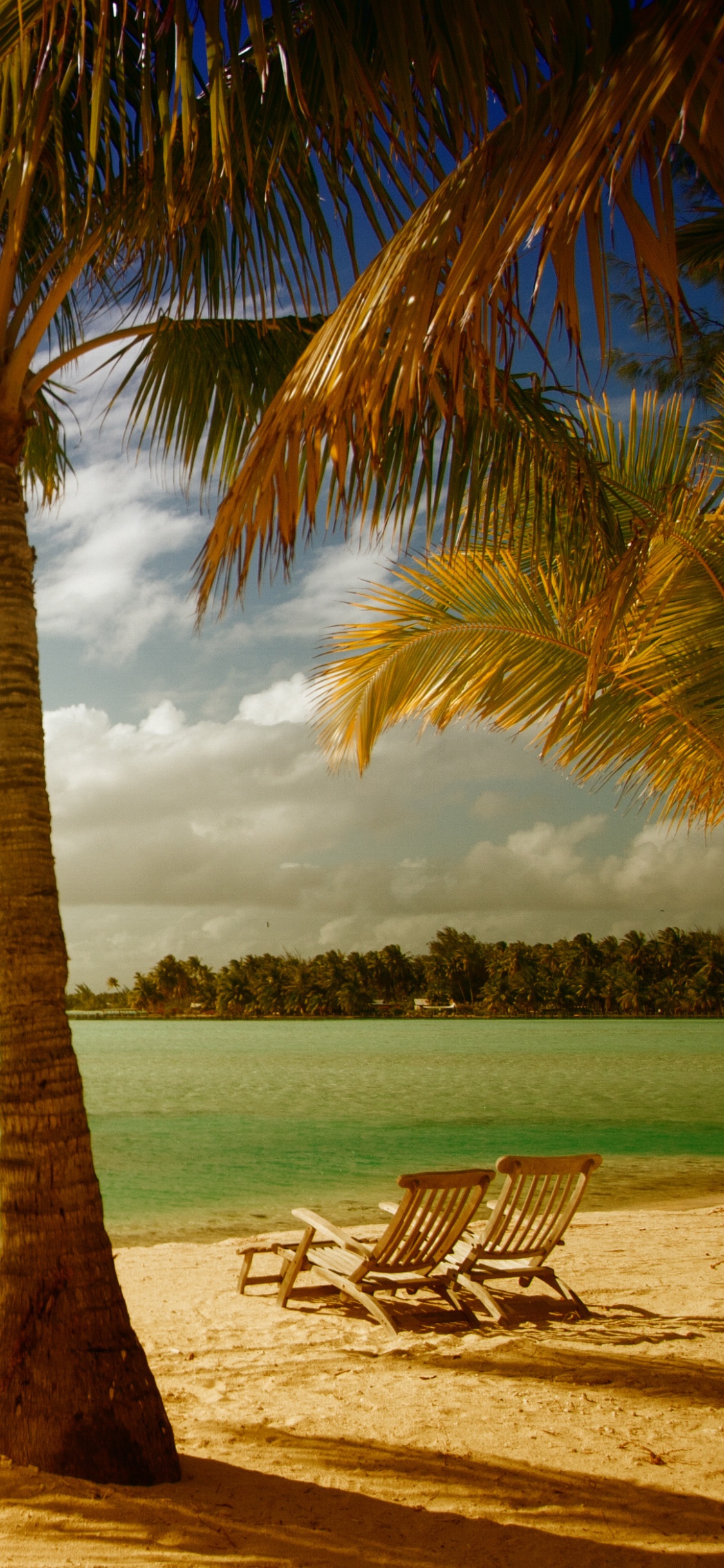 Обои берег, дерево, природа, тропическая зона, Пальма в разрешении 1125x2436