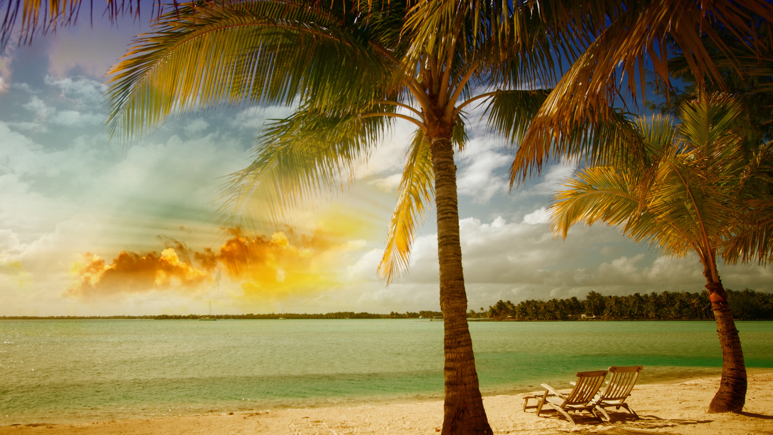Обои берег, дерево, природа, тропическая зона, Пальма в разрешении 2560x1440
