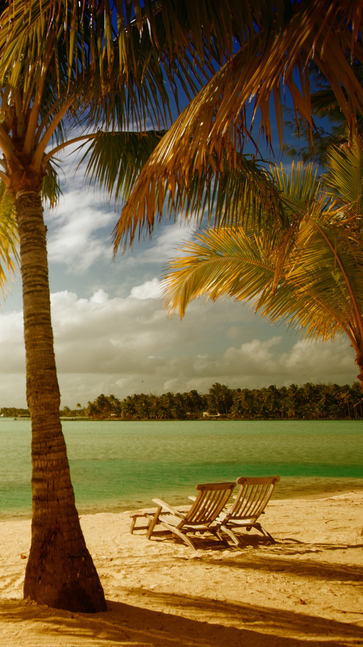 Обои берег, дерево, природа, тропическая зона, Пальма в разрешении 750x1334