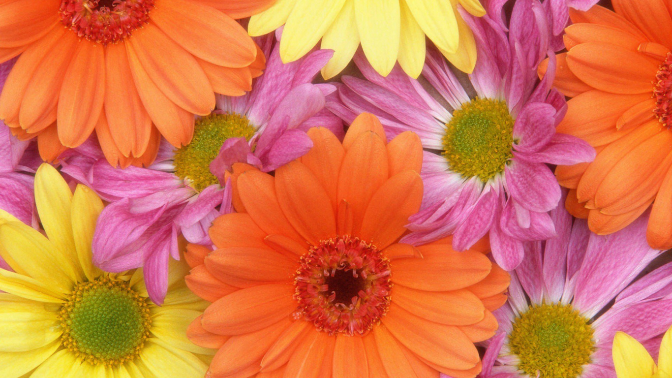 Обои цветок, общие Дейзи, цветочный дизайн, цветковое растение, Маргаритка barberton в разрешении 1366x768