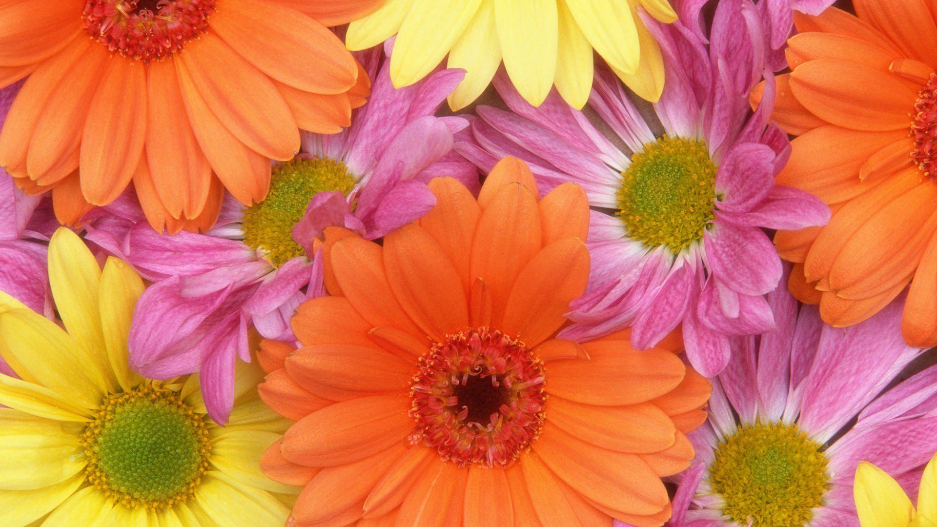 Обои цветок, общие Дейзи, цветочный дизайн, цветковое растение, Маргаритка barberton в разрешении 1920x1080