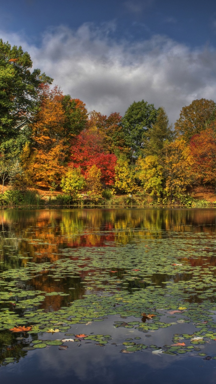 Обои отражение, природа, водоем, дерево, лист в разрешении 720x1280