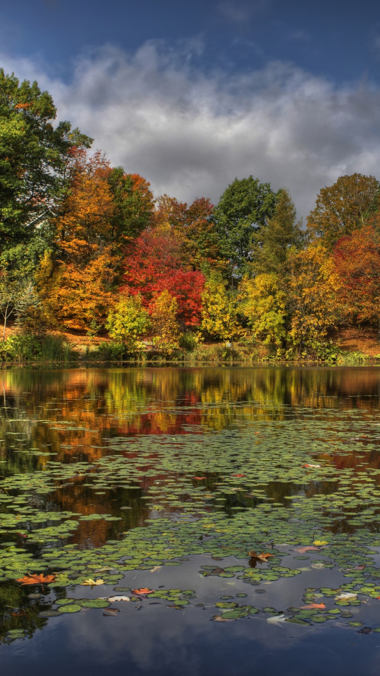 Обои отражение, природа, водоем, дерево, лист в разрешении 750x1334