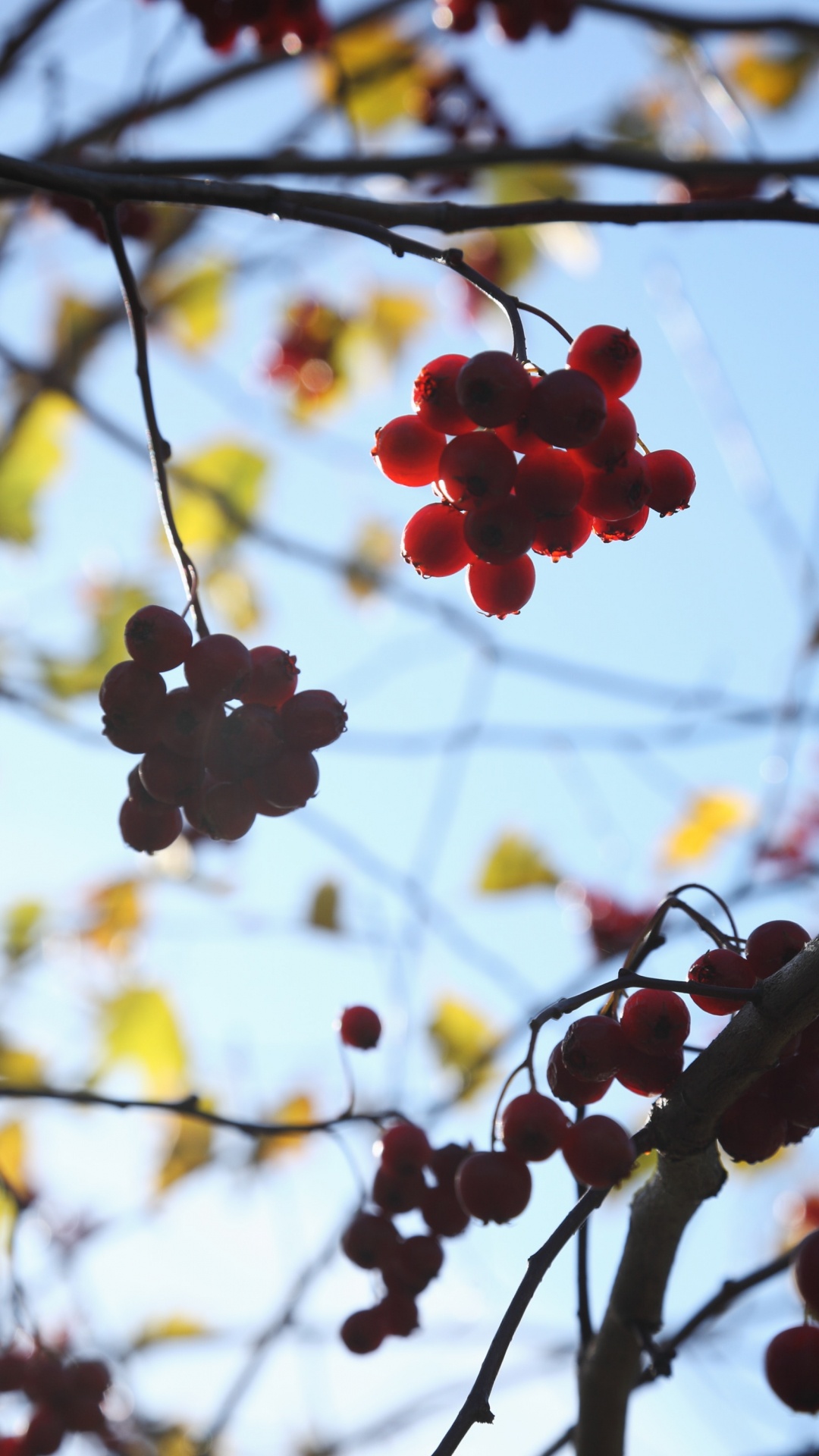 Обои цветок, растение, ветвь, дерево, весна в разрешении 1080x1920