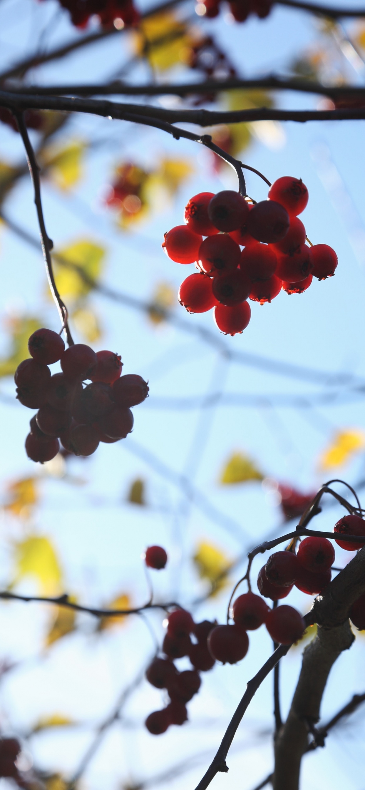 Обои цветок, растение, ветвь, дерево, весна в разрешении 1242x2688