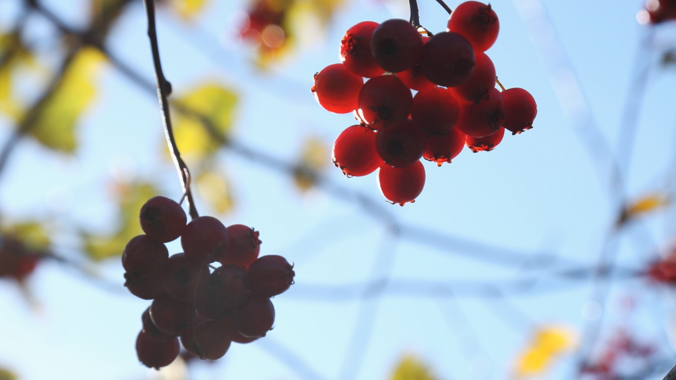 Обои цветок, растение, ветвь, дерево, весна в разрешении 1366x768