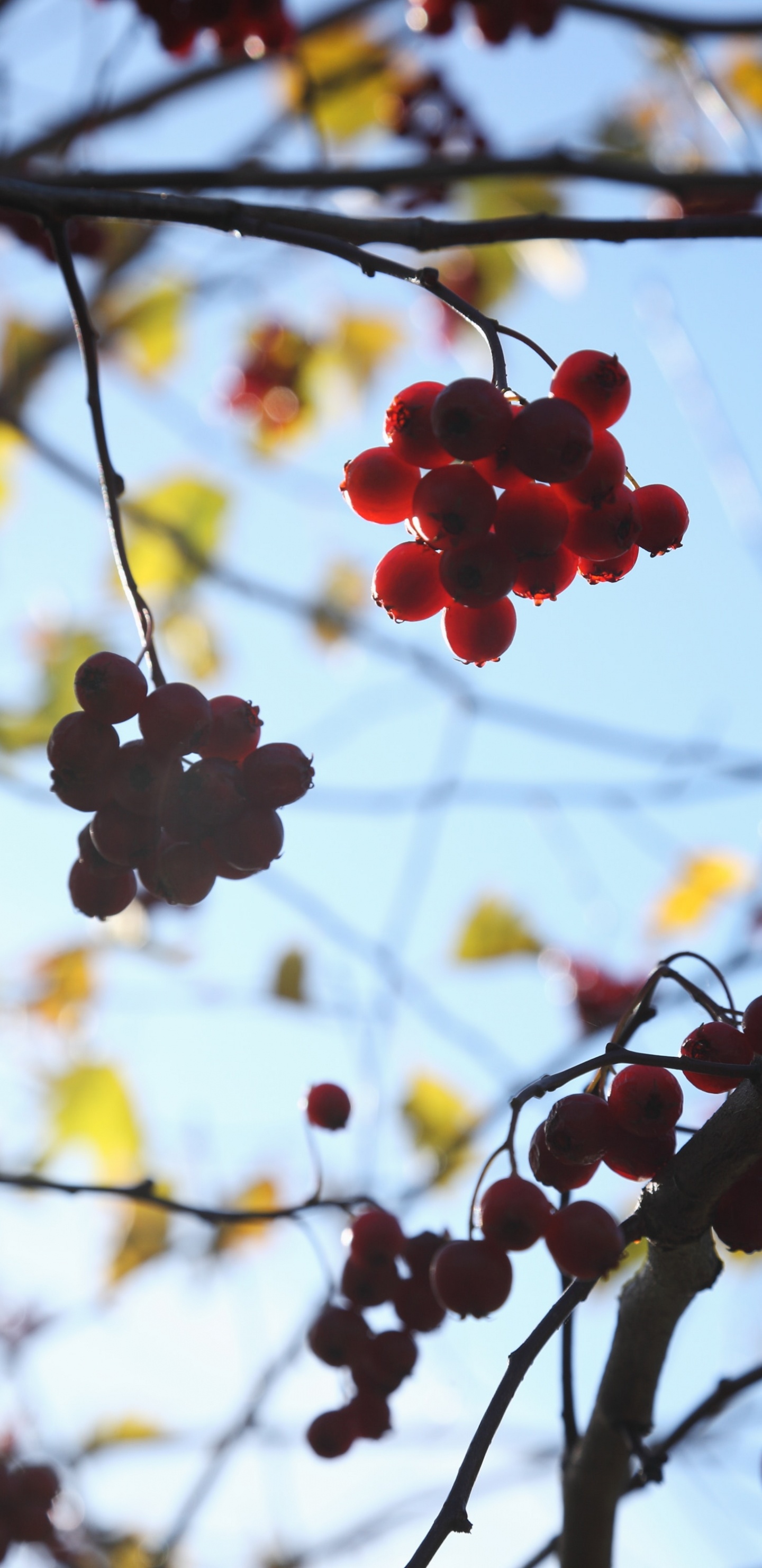 Обои цветок, растение, ветвь, дерево, весна в разрешении 1440x2960