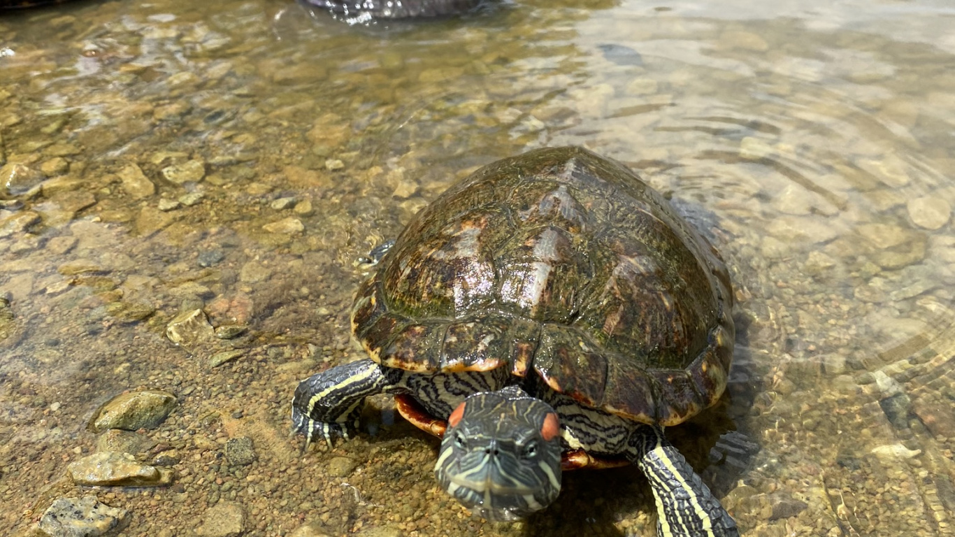 Обои эмидид, пруд черепахи, каймановая черепаха, вода, Болотная черепаха в разрешении 1366x768