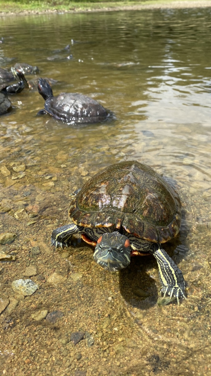 Обои эмидид, пруд черепахи, каймановая черепаха, вода, Болотная черепаха в разрешении 720x1280