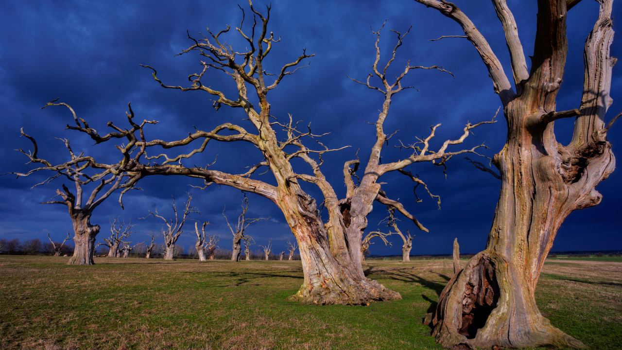 Обои дерево, ветвь, древесные растения, растение, весна в разрешении 1280x720