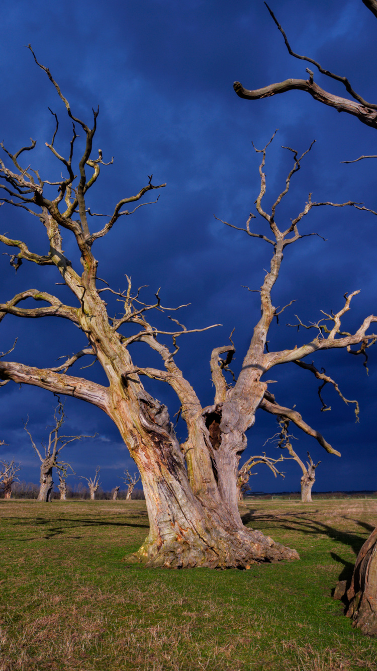 Обои дерево, ветвь, древесные растения, растение, весна в разрешении 750x1334