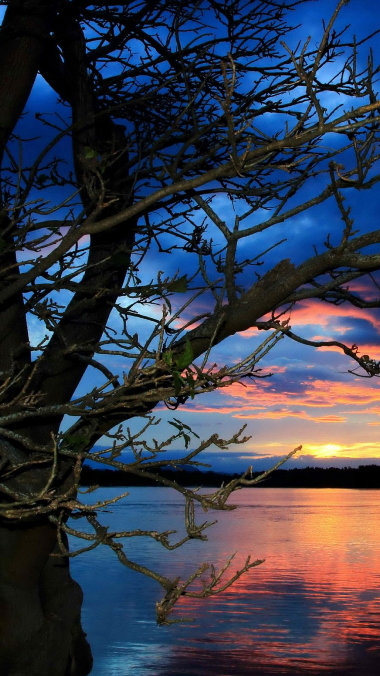 Обои закат, дерево, природа, отражение, вода в разрешении 750x1334