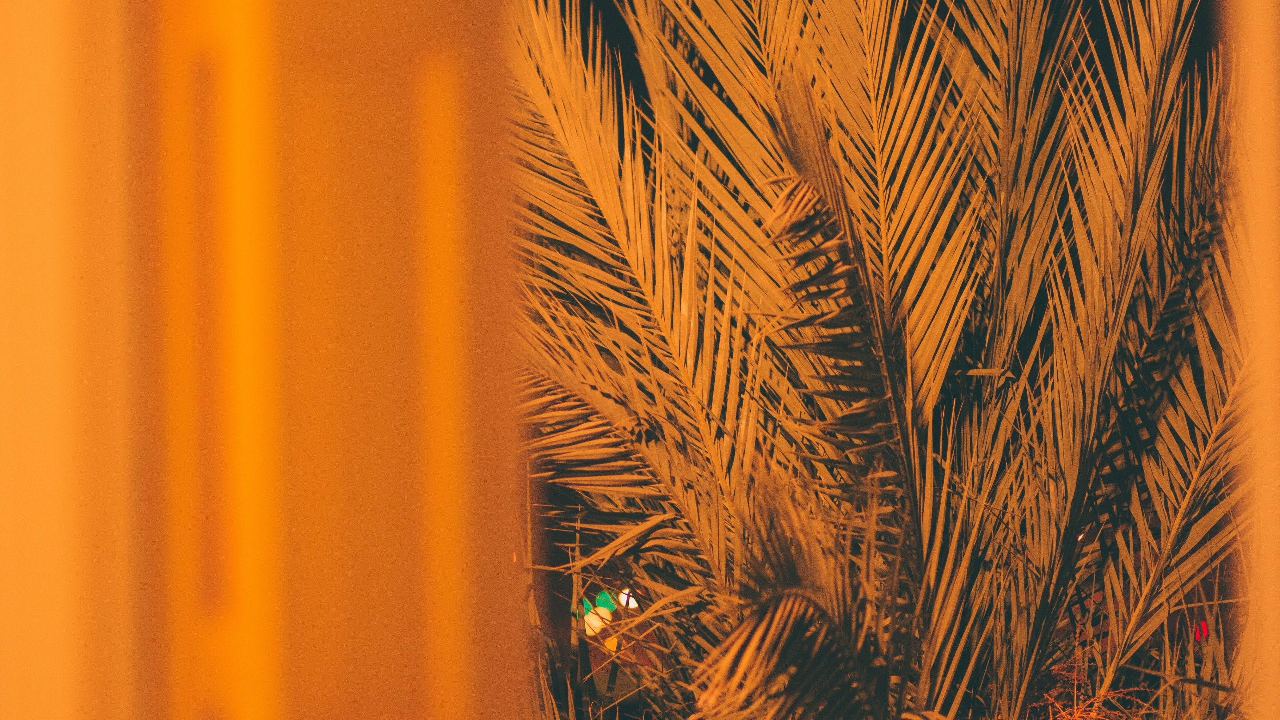 Обои Апельсин, желтый, семейство травы, лист, растение в разрешении 2560x1440