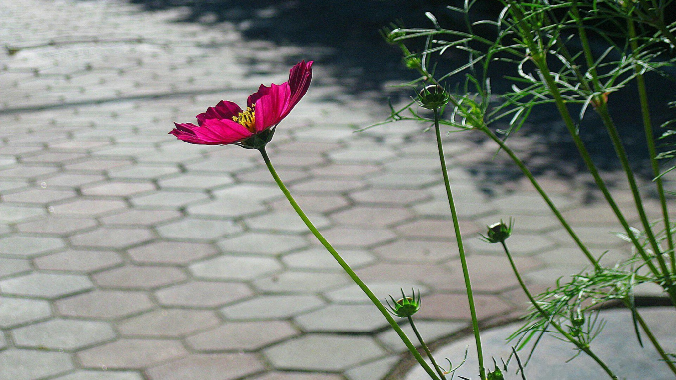 Обои лепесток, растение, сад роз, насекомое, листья в разрешении 1366x768