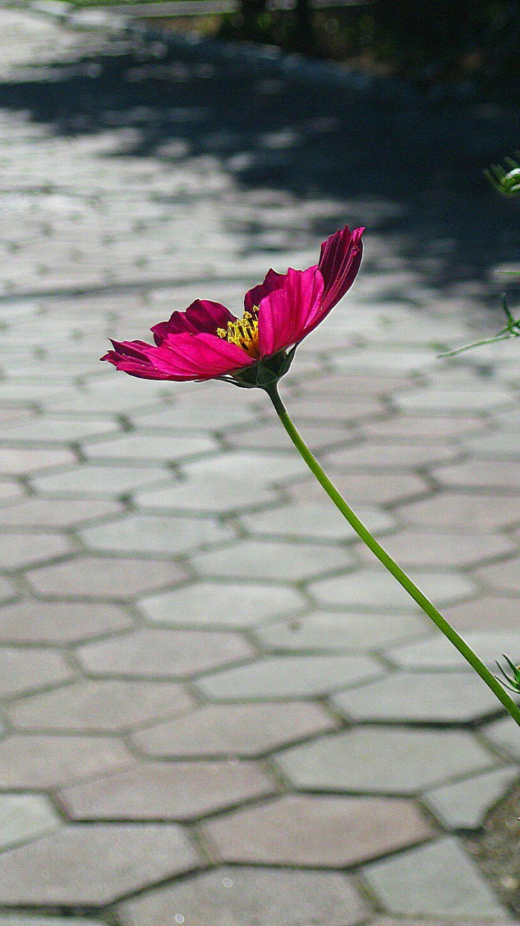 Обои лепесток, растение, сад роз, насекомое, листья в разрешении 750x1334