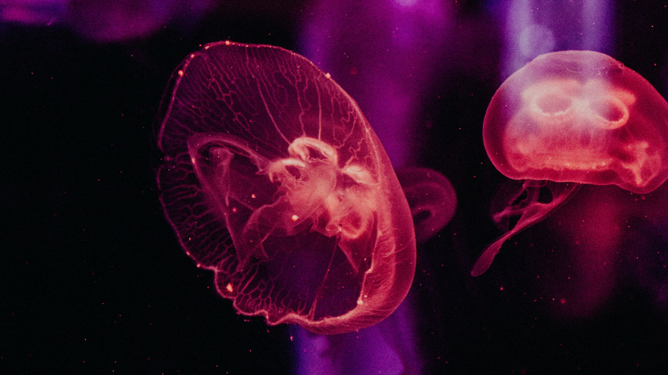 Обои Фиолетовый, пурпур, красный цвет, розовый, свет в разрешении 1366x768